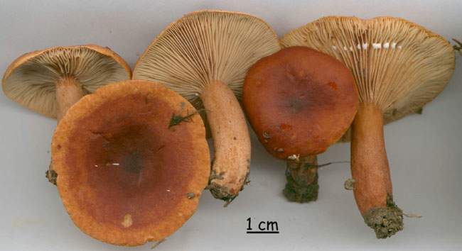 Lactarius subsericatus